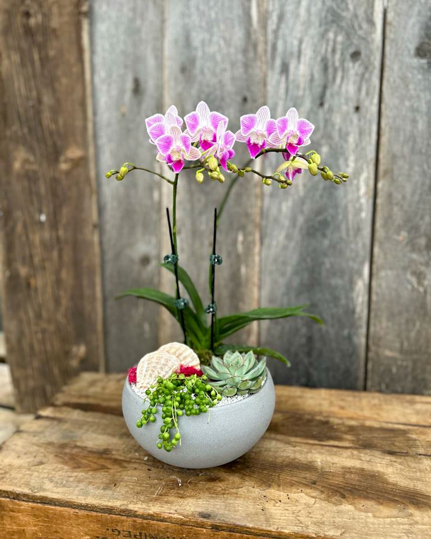 "Succulent Sanctuary" Planter