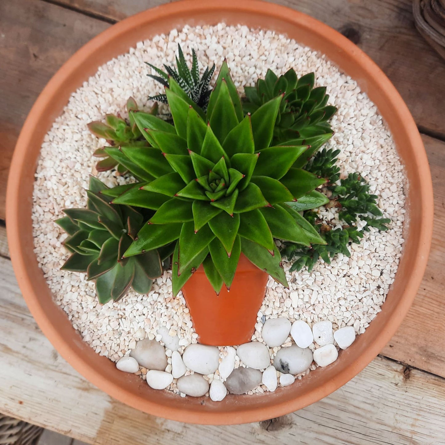 "The Oasis" Planter