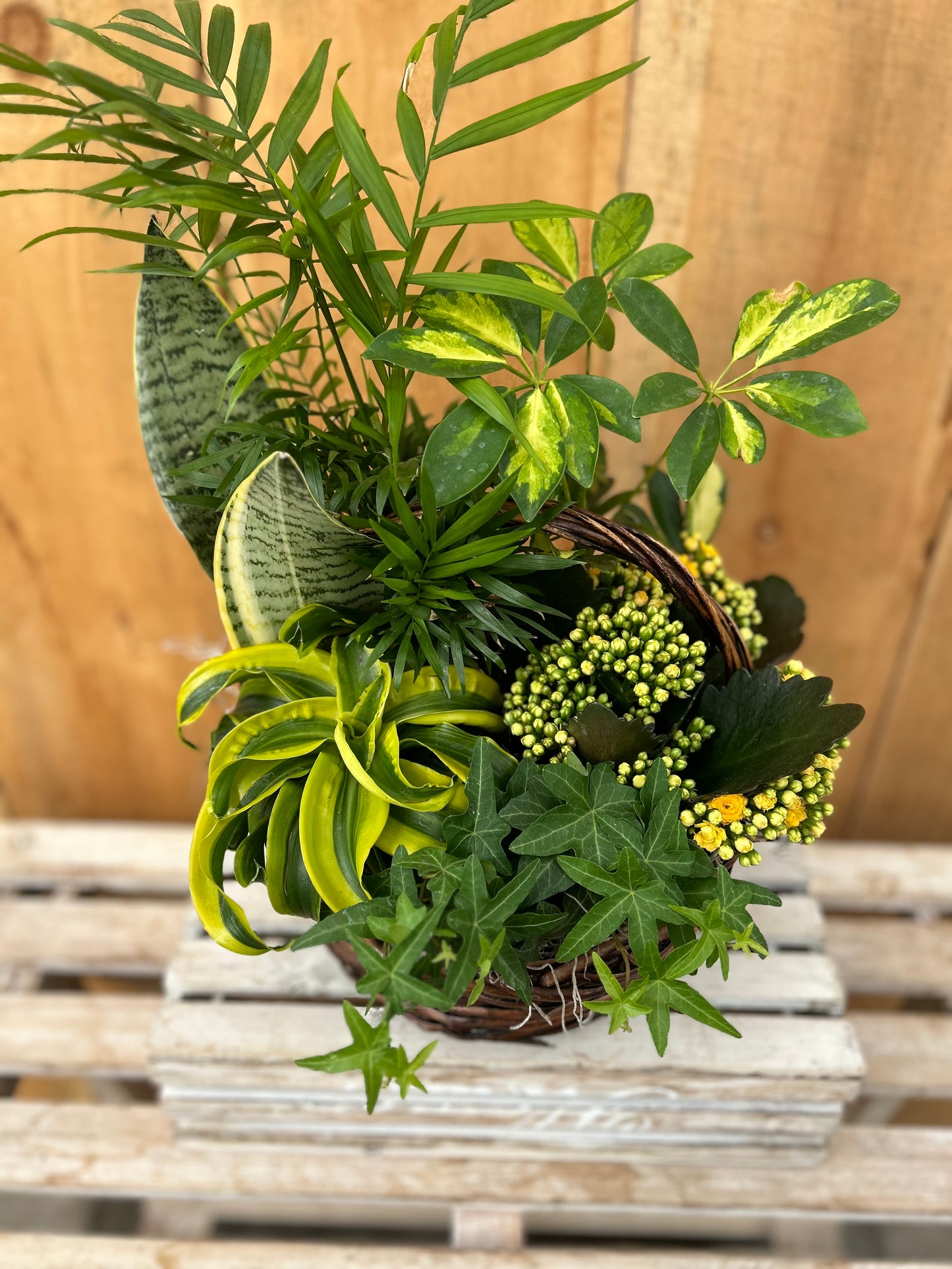 "Basket of Gold" Planter