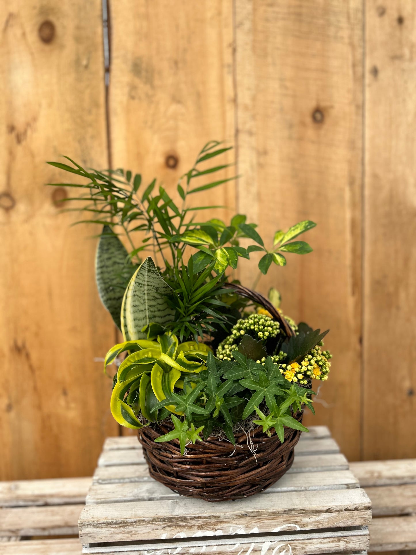 "Basket of Gold" Planter