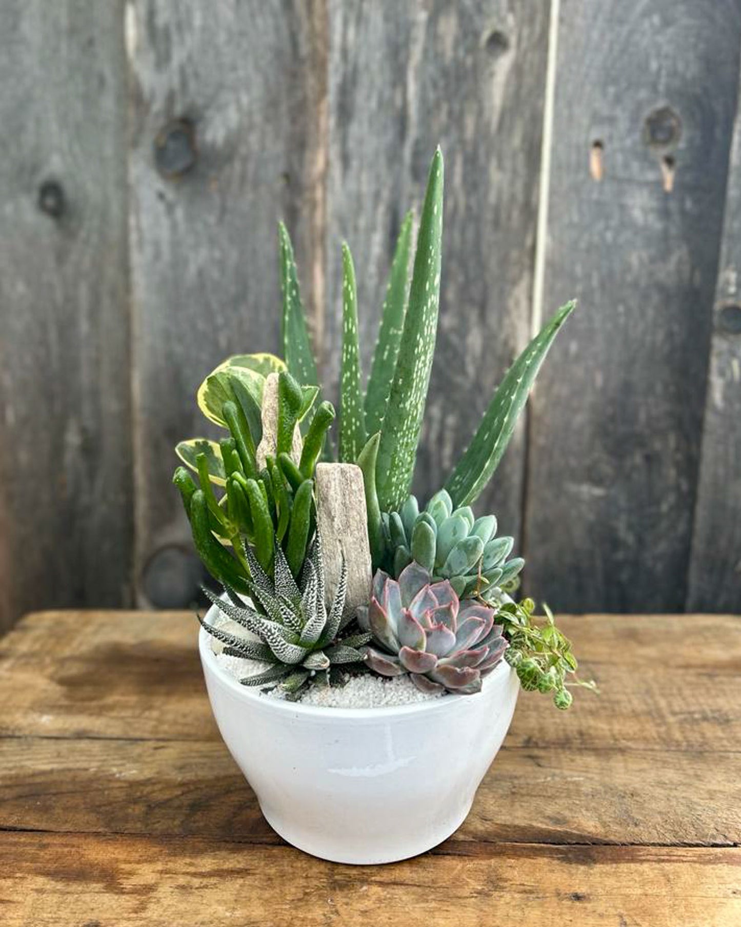 "You had me at Aloe" Planter