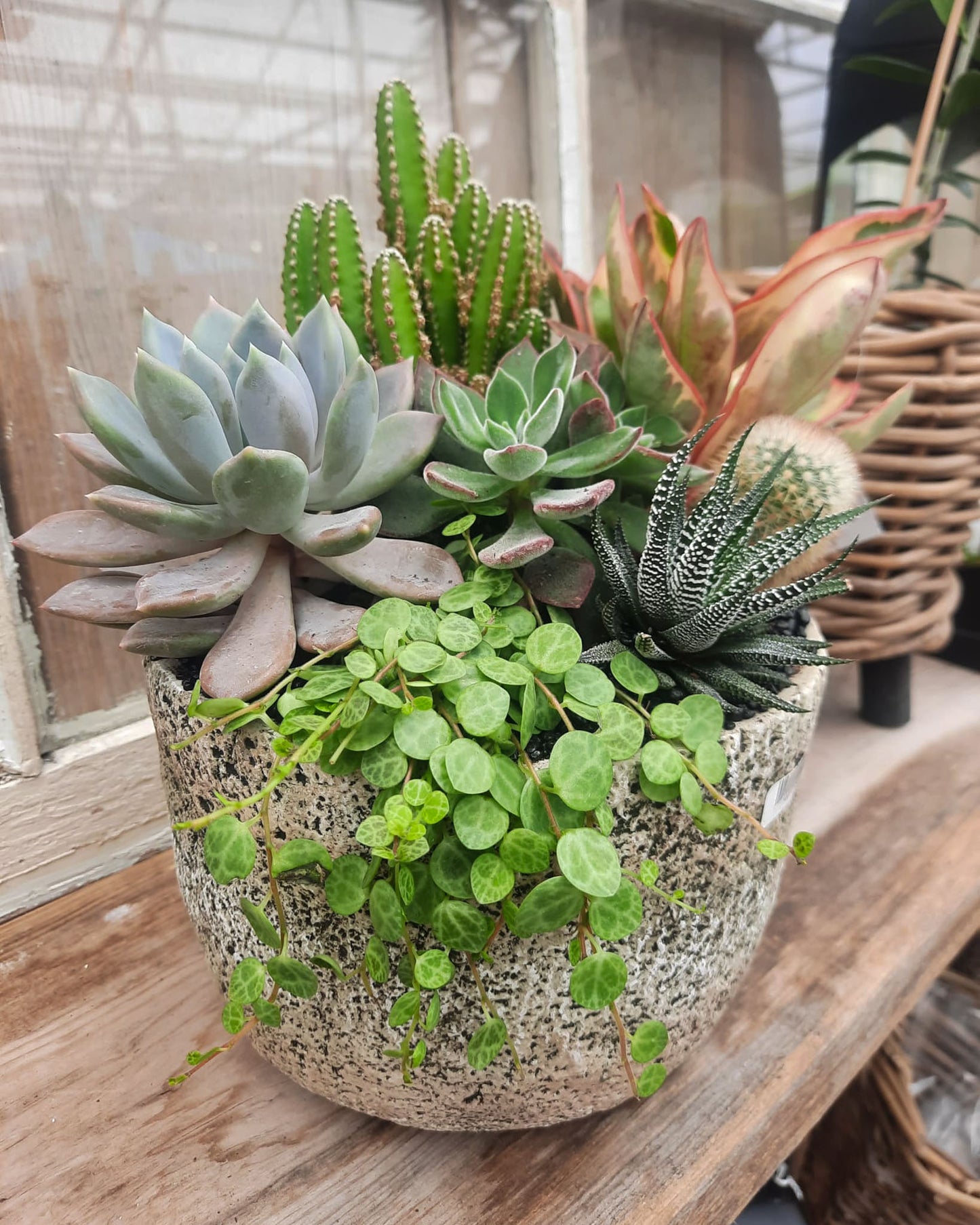"Treasure Trove" Planter