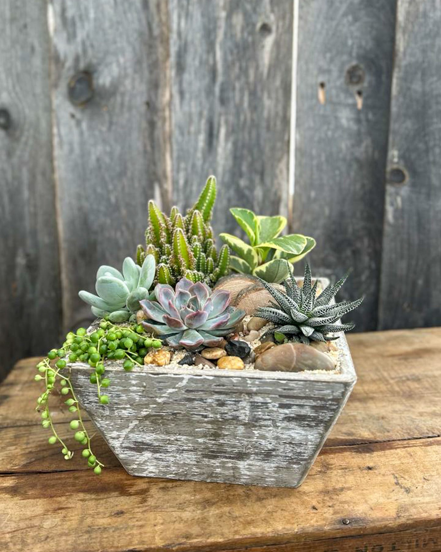 "Echeveria Ensemble" Planter