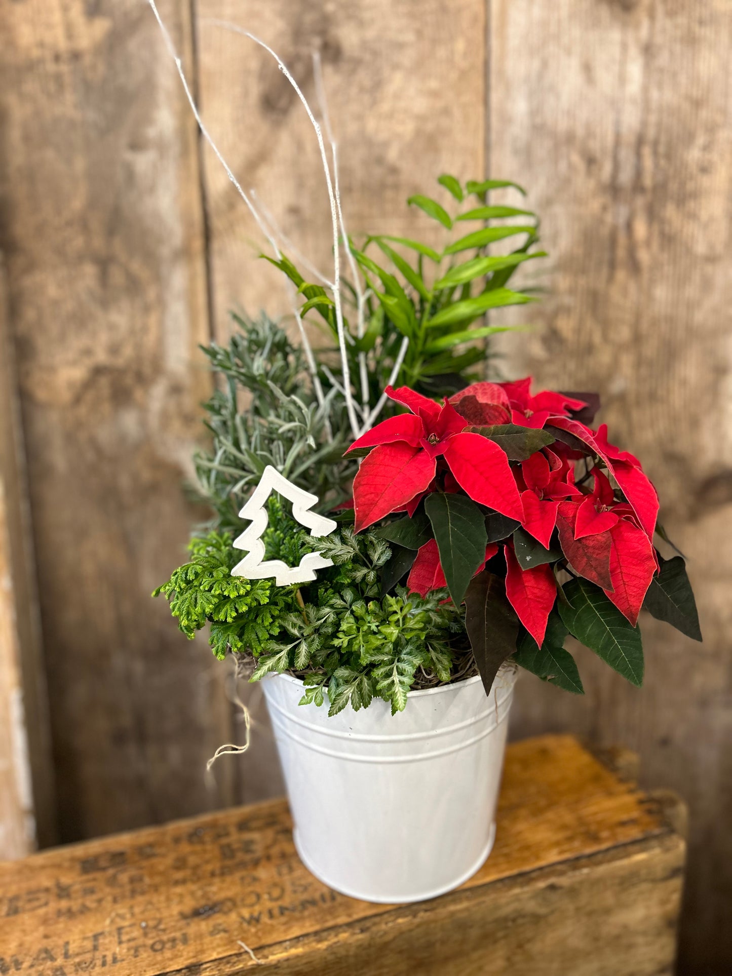 'Winter Wonder' Planter