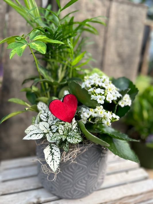 'Heart on your Sleeve' Dish Garden